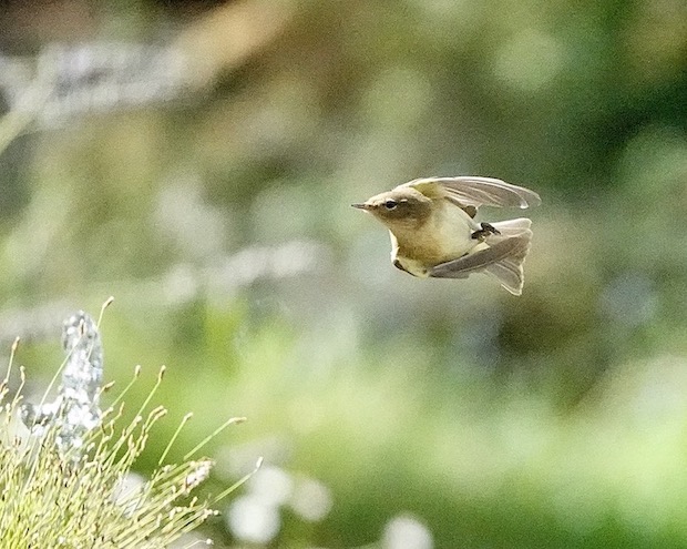 chiffchaff